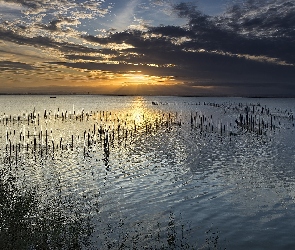 Sieci, Rośliny, Chmury, Zachód słońca, Jezioro