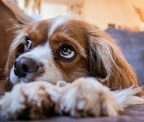 Zbliżenie, Cavalier king charles spaniel, Pies, Szczeniak