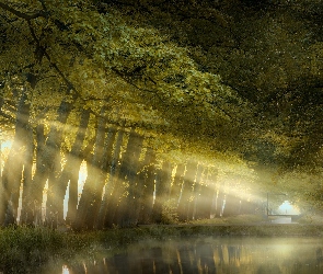 Park, Przebijające światło, Rzeka, Mgła, Drzewa