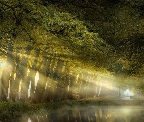 Drzewa, Przebijające światło, Mgła, Rzeka, Park