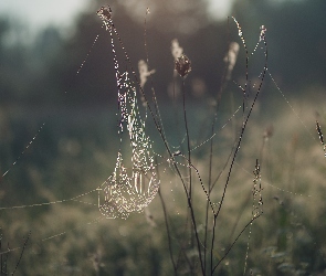 Pajęczyna, Rozmycie, Rośliny