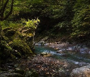 Kamienie, Skały, Drzewa, Las, Kamienista, Rzeka