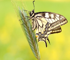 Paź królowej, Makro, Zboże, Kłos, Motyl