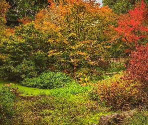 Jesień, Park, Płot, Krzewy, Staw, Rośliny, Drzewa