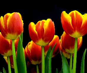 Czerwono-żółte, Czarne tło, Tulipany