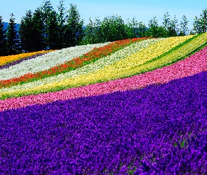 Kolorowe, Pole, Japonia, Tomita Farm, Nakafurano, Hokkaido, Kwiaty