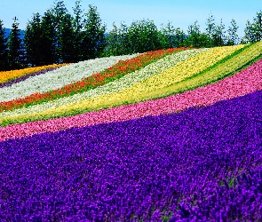 Hokkaido, Nakafurano, Kolorowe, Japonia, Tomita Farm, Pole, Kwiaty