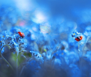 Niebieskie, Biedronki, Niezapominajki, Dwie, Kwiatki