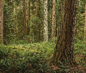 Drzewa, Konar, Leżący, Paprocie, Las