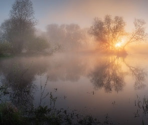 Rośliny, Mgła, Jezioro, Drzewa