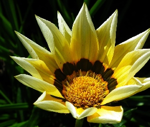 Kwiat, Zbliżenie, Gazania, Żółty