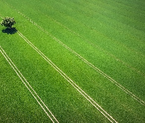 Drzewo, Zieleń, Pole, Ślady