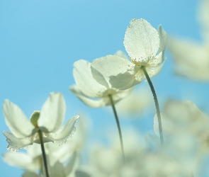 Niebo, Kwiaty, Zawilec wielkokwiatowy, Białe