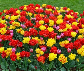 Trawnik, Rabata, Kwiaty, Tulipany