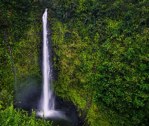 Akaka Falls, Wodospad, Stany Zjednoczone, Roślinność, Paprocie, Hawaje, Las