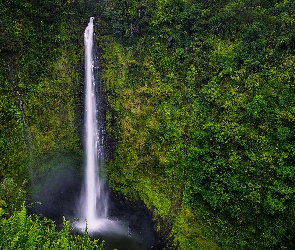 Hawaje, Paprocie, Akaka Falls, Stany Zjednoczone, Roślinność, Wodospad, Las