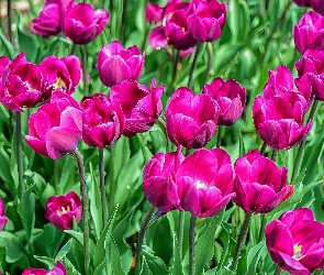Kwiaty, Tulipany, Ciemnoróżowe