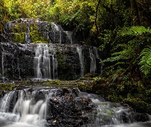 Kaskada, Catlins, Drzewa, Nowa Zelandia, Paprocie, Purakaunui Falls, Rzeka, Skały, Wodospad