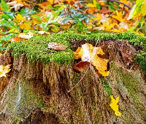 Liście, Mech, Drzewa, Pień, Jesień