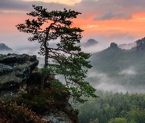 Drzewo, Skały, Góry, Niemcy, Zachód słońca, Sosna, Park Narodowy Saskiej Szwajcarii, Mgła