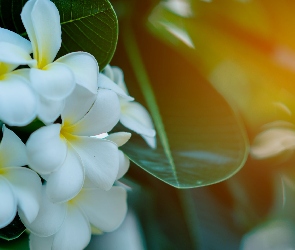 Żółto-białe, Plumeria Plumeria, Kwiaty
