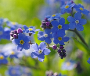 Niezapominajki, Zbliżenie, Niebieskie, Kwiaty