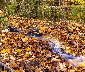 Liście, Las, Jesień, Potok