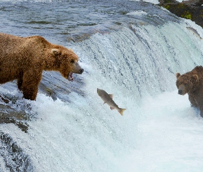 Polowanie, Niedźwiedzie brunatne, Wodospad, Rzeka, Ryba, Dwa