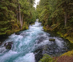 Stany Zjednoczone, Stan Oregon, McKenzie River, Rzeka, Las, Drzewa