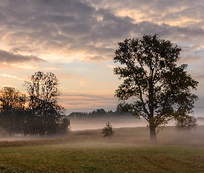 Drzewa, Mgła, Łąka