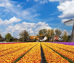 Tulipany, Chmury, Domy, Wiatrak, Plantacja