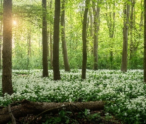 Kwiaty, Wiosna, Promienie słońca, Czosnek niedźwiedzi, Las