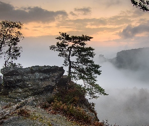 Skała, Mgła, Poranek, Sosny, Powiat Sachsische Schweiz-Osterzgebirge, Drzewa, Niemcy, Park Narodowy Saskiej Szwajcarii