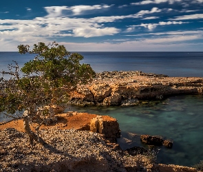 Ibiza, Drzewo, Plaża, Hiszpania, Morze, Skały, Sillot des Rencli