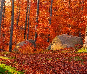 Kamienie, Głazy, Drzewa, Las, Liście, Jesień