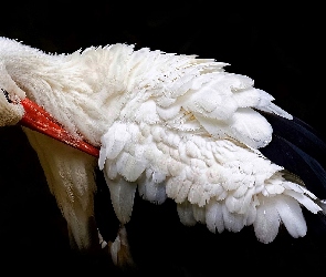 Ciemne, Tło, Bocian