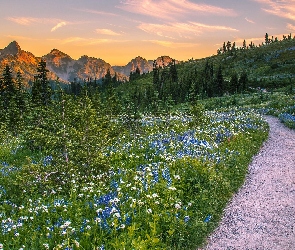 Góry Kaskadowe, Stan Waszyngton, Roślinność, Stany Zjednoczone, Droga, Łąka, Pasmo Tatoosh Range, Park Narodowy Mount Rainier, Drzewa