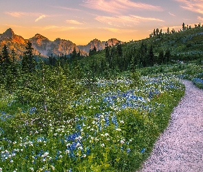 Park Narodowy Mount Rainier, Łąka, Pasmo Tatoosh Range, Góry Kaskadowe, Stany Zjednoczone, Droga, Roślinność, Stan Waszyngton, Drzewa