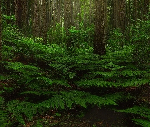 Las, Paprocie, Zielone, Drzewa