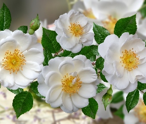 Białe, Dzika róża, Grafika 2D, Kwiaty