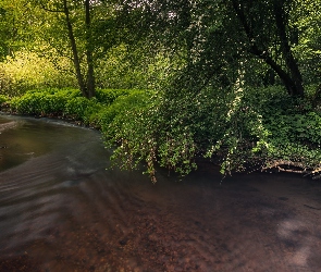 Rzeka, Roślinność, Drzewa, Las