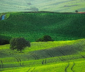 Pola, Zielone, Włochy, Wzgórza, Drzewa, Toskania, Łąki