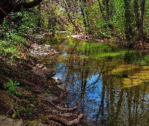 Rzeka, Kamienie, Korzenie, Drzewa, Las