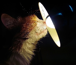Kot, Żarówka, Lampa