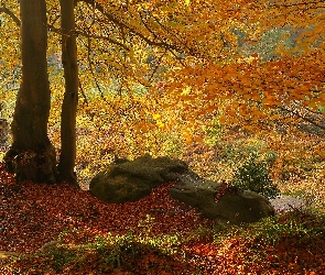 Jesień, Drzewa, Kamień, Opadłe, Liście, Gałęzie