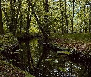 Rośliny, Rzeka, Drzewa, Las