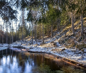 Zima, Promienie słońca, Drzewa, Staw, Las