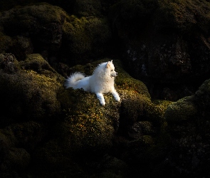 Skały, Samojed, Biały, Pies