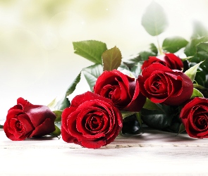 Czerwone, Róże, Leżące