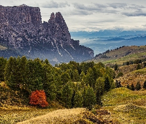 Góry, Drzewa, Góra Schlern, Dolomity, Włochy